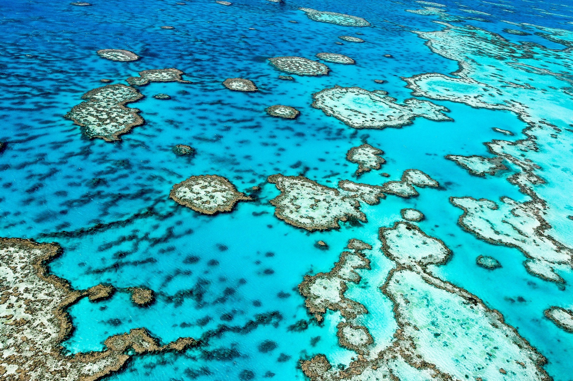 Review: Coral Reef Surveillance with Machine Learning: A Review of Datasets, Techniques, and Challenges. Image Credit: Edward Haylan / Shutterstock