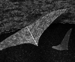 Smarter Fins: AI Optimizes Biohybrid Rays for Peak Efficiency