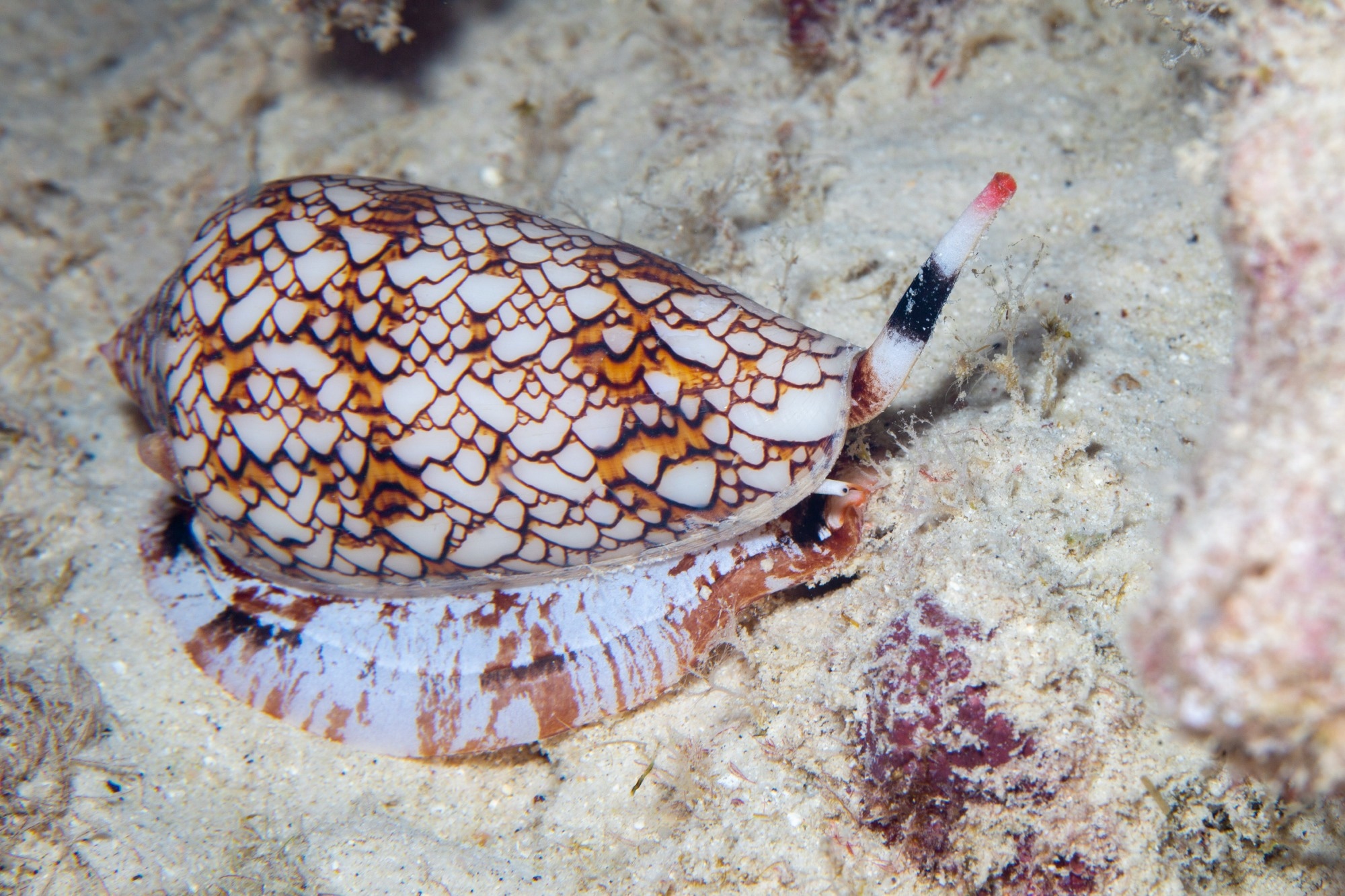 Cone snail crawling across the seafloor at night in Hawaii. Image Credit: RobJ808 / Shutterstock