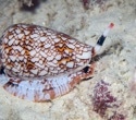Cone Snail Toxin’s Secrets Unveiled with AI-Powered Discovery