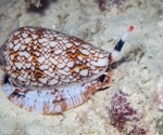 Cone Snail Toxin’s Secrets Unveiled with AI-Powered Discovery