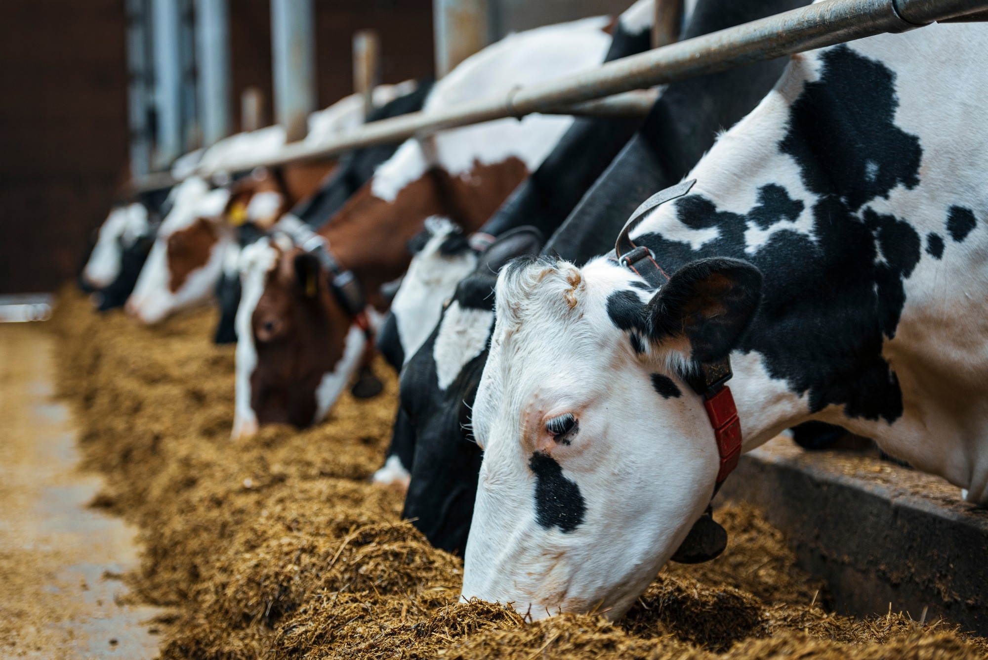 Research: Machine learning-based identification of animal feeding operations in the United States on a parcel-scale. Image Credit: Valdis Skudre / Shutterstock