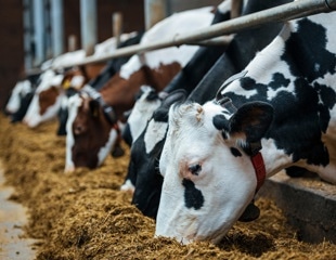 AI Model Maps Hidden Animal Feeding Operations to Tackle Water Pollution