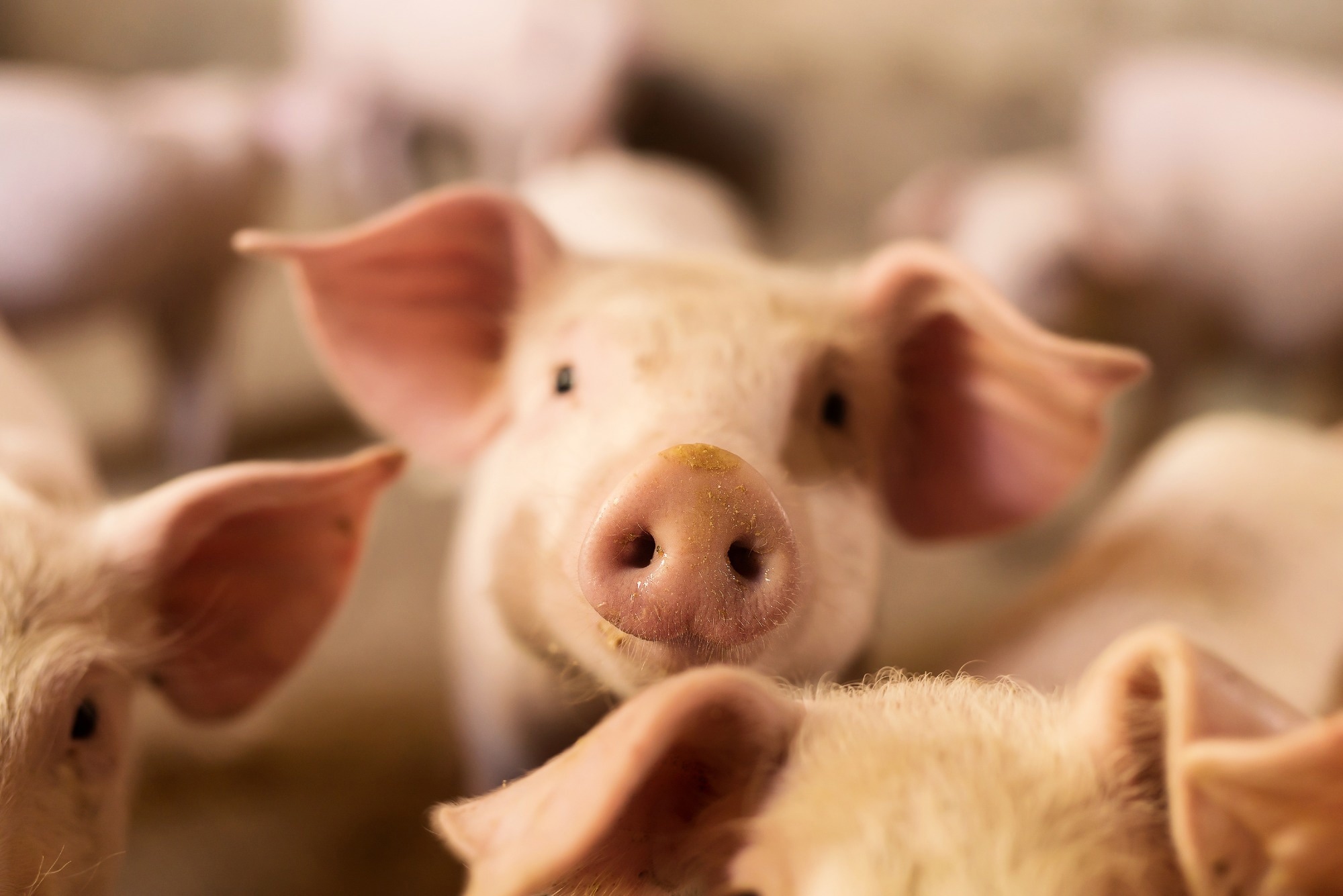 Research: Machine learning algorithms can predict emotional valence across ungulate vocalizations. Image Credit: Dusan Petkovic / Shutterstock