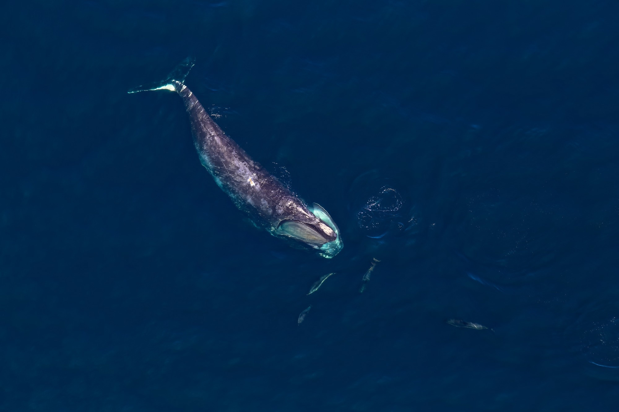 Research: Acoustic abundance estimation for Critically Endangered North Atlantic right whales in Cape Cod Bay, Massachusetts, USA. Image Credit: lego 19861111 / Shutterstock