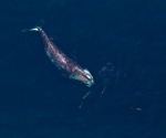 AI and Underwater Microphones Transform Right Whale Conservation