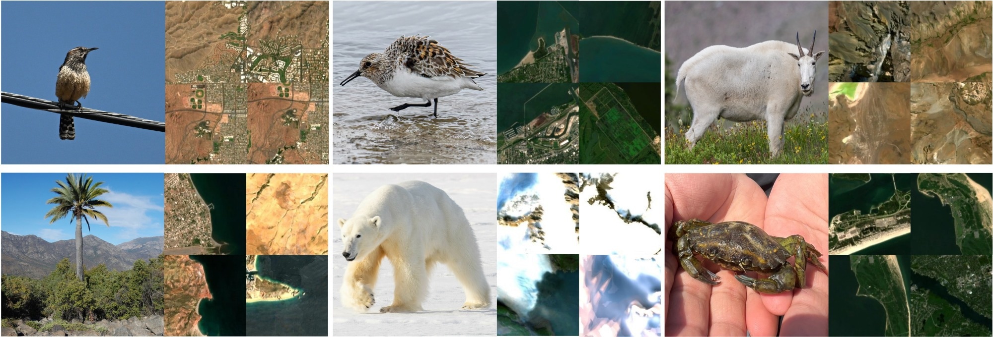 Species image to satellite image retrieval task. For each example, we show the top 4 most similar satellite images retrieved by our model from a gallery of 100k satellite images in the iSatNat-test set.