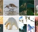 AI Tool Identifies Species and Maps Ecosystems Using Multimodal Data