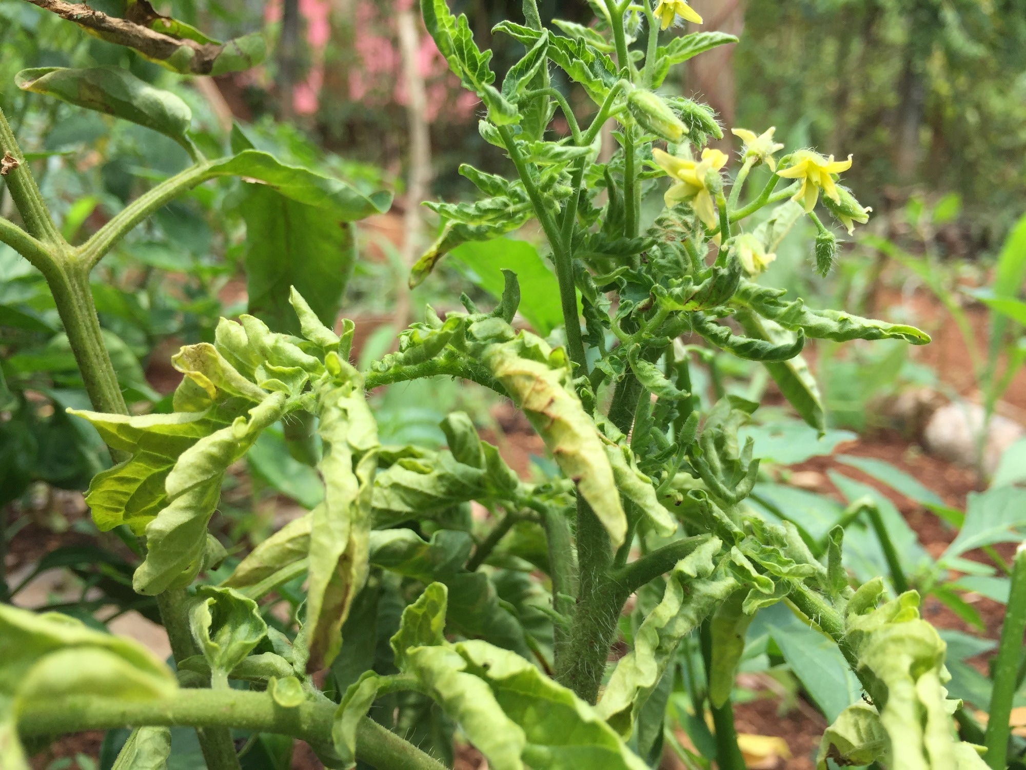 Study: Revolutionizing Plant Disease Detection with Optimized Deep Learning: GJ-GSO-based DbneAlexNet. Image credit: Living Thoughts/Shutterstock