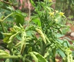 Revolutionizing Plant Disease Detection with Optimized Deep Learning: GJ-GSO-based DbneAlexNet