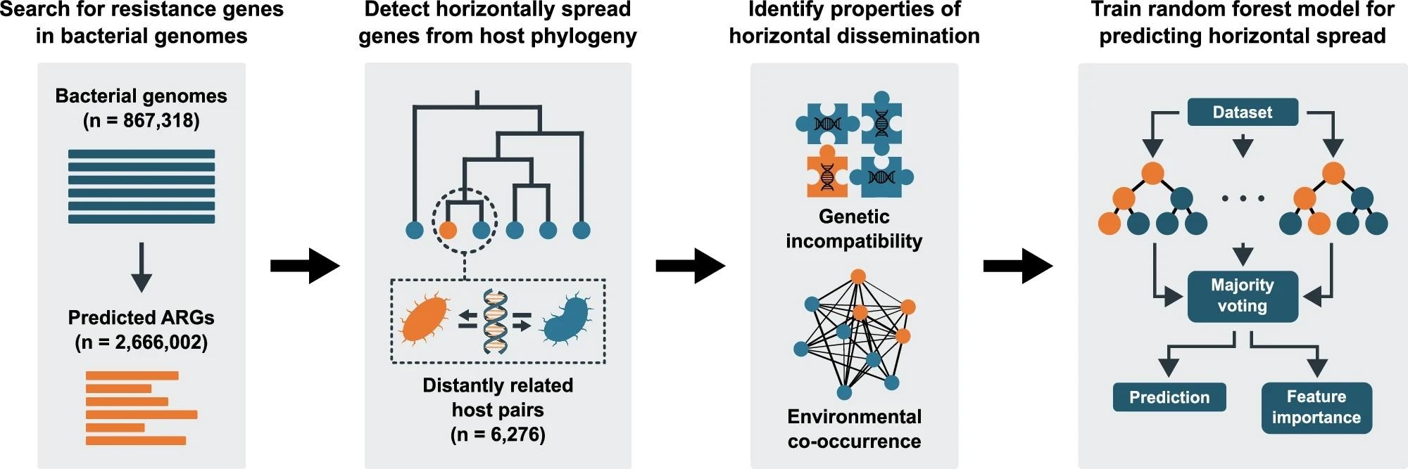 ​​​​​​​First, bacterial genomes were screened for antibiotic resistance genes (ARGs). Second, phylogenetic trees were constructed using the identified protein sequences, and horizontal transfer was inferred from the trees by detecting similar genes carried by evolutionarily distant hosts. For each identified instance of horizontal transfer, data describing genetic incompatibility and co-occurrence in bacterial communities was collected. Here, genetic incompatibility was estimated as the nucleotide composition dissimilarity between the involved genomes and their ARGs, while environmental co-occurrence was estimated by mapping the involved genomes onto a large metagenomic dataset. Finally, the collected data was used to train random forest models. Factors influential for predicting horizontal transfer were identified using feature importance analysis.