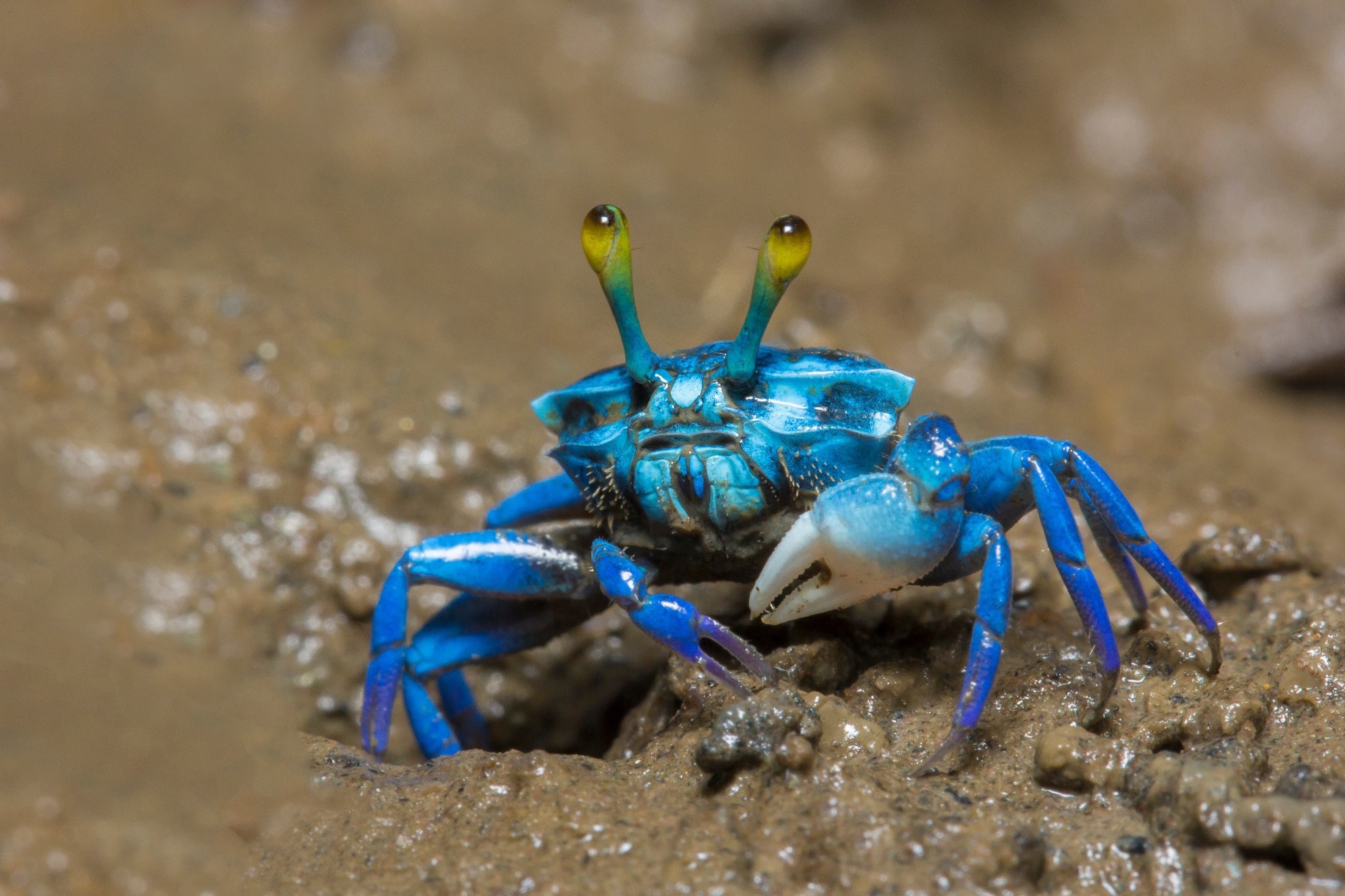 Research: Constraints on percussive seismic signals in a noisy environment by European fiddler crabs, Afruca tangeri. Image Credit: aDam Wildlife / Shutterstock