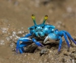 Machine Learning Unlocks Secrets of Crab Seismic Courtship Dances