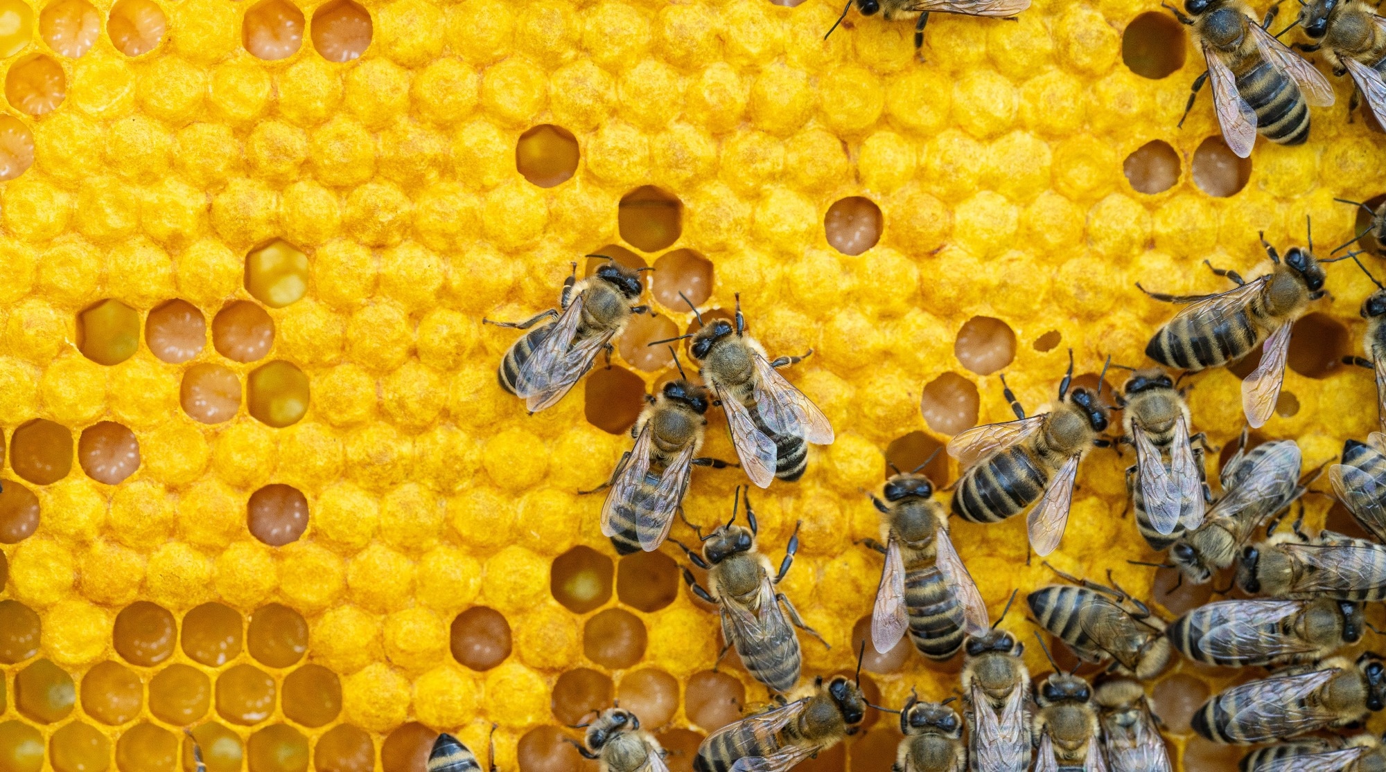 Research: Reduced Honeybee Pollen Foraging under Neonicotinoid Exposure: Exploring Reproducible Individual and Colony Level Effects in the Field Using AI and Simulation. Image Credit: Baronb / Shutterstock