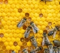 AI System Reveals How Tiny Doses of Pesticides Disrupt Entire Honeybee Colonies