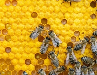 AI System Reveals How Tiny Doses of Pesticides Disrupt Entire Honeybee Colonies