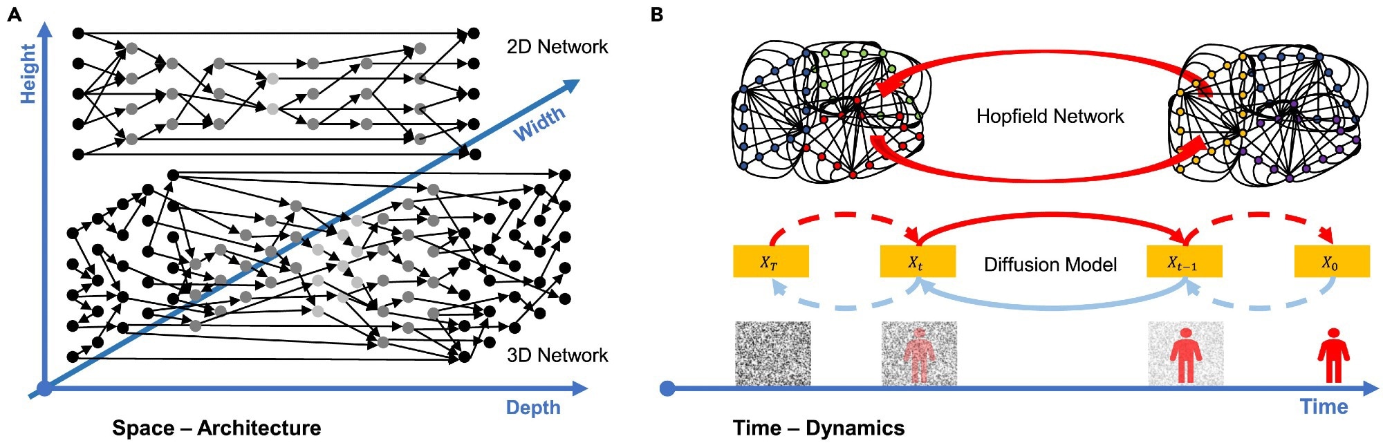 Future of artificial neural networks: A 3D neural network with (A) width, depth, height, and potentially more dimensions to enhance deep learning spatially and (B) dynamics through feedback mechanisms to enhance deep learning temporally. A network empowered with links in higher dimensions and loops of more complicated topology would facilitate more advanced intelligent behaviors, such as phase transitions.