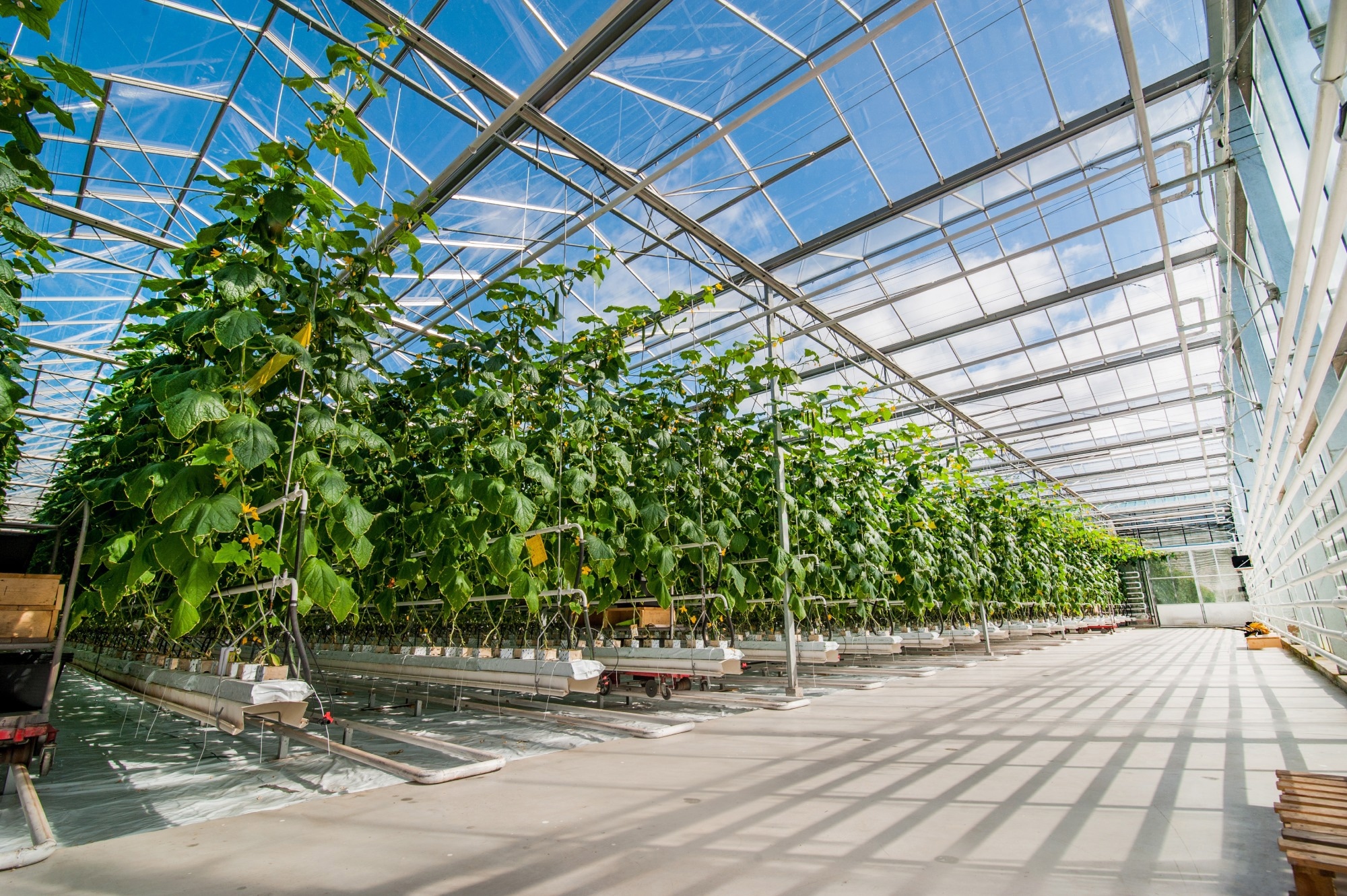 Study: Optimizing Greenhouse Management with Accurate Temperature Prediction. Image credit: Pavlo Baliukh/Shutterstock.