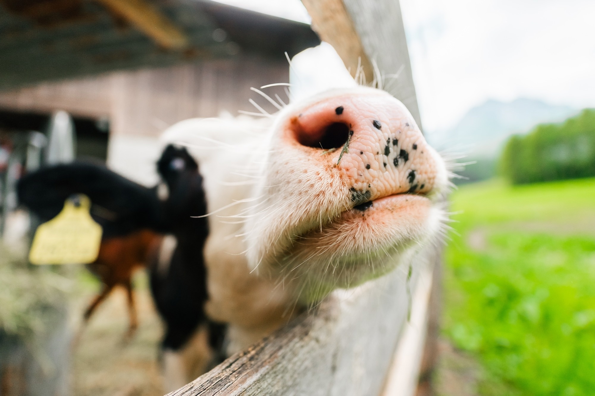 Research: AI-enhanced infrared thermography for reliable detection and spatial mapping of temperature patterns in calf eyes and muzzle. Image Credit: Bento Orlando / Shutterstock