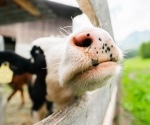 AI-Driven Infrared Tech Tracks Calf Health Without Contact