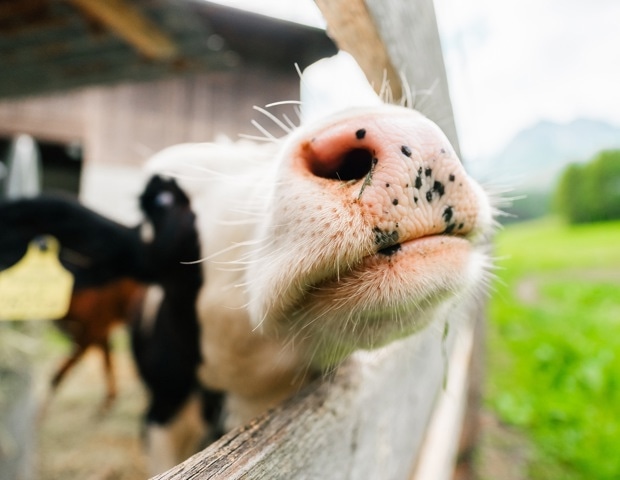 AI-Driven Infrared Tech Tracks Calf Health Without Contact