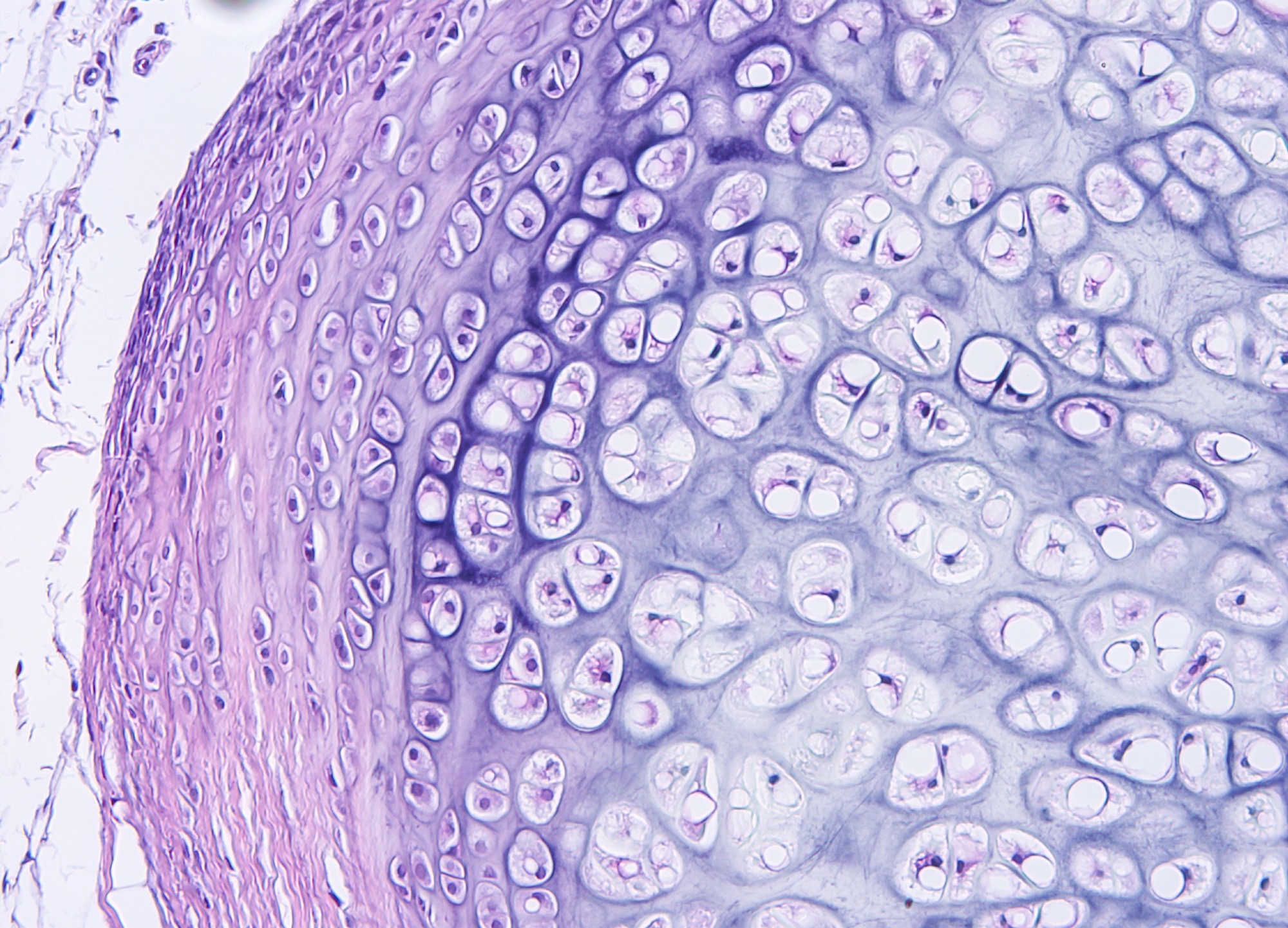 Research: Engineering morphogenesis of cell clusters with differentiable programming. Image Credit: Tinydevil  / Shutterstock