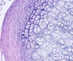 AI Framework Learns Cellular Rules To Predict And Control Organ Growth