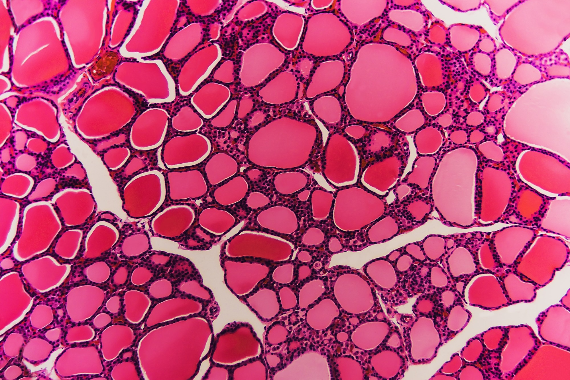 Editorial: Reporting guidelines for manuscripts that use artificial intelligence–based automated image analysis in Veterinary Pathology
