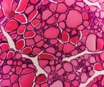 How This 9-Point Checklist Aims to Fix AI Reporting in Veterinary Pathology