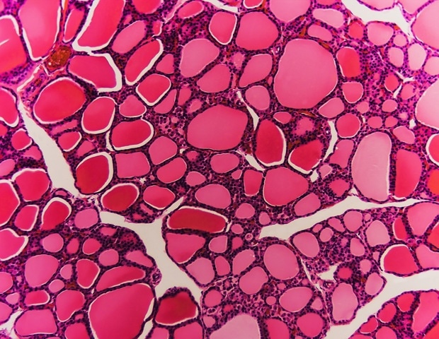 How This 9-Point Checklist Aims to Fix AI Reporting in Veterinary Pathology