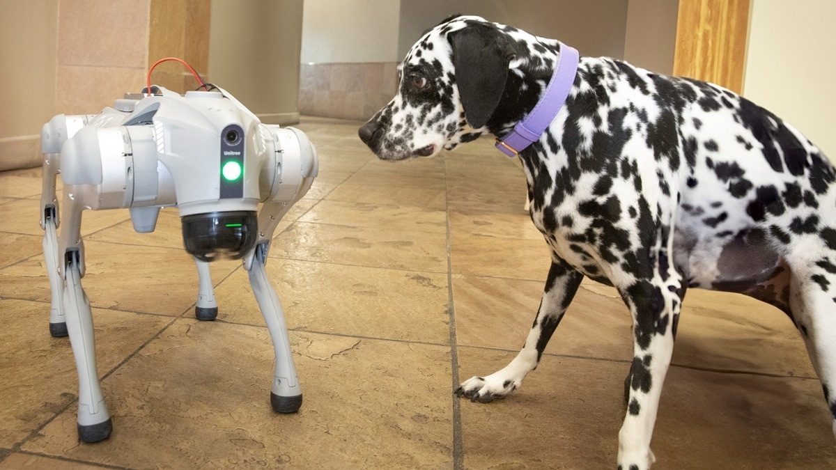 Quinn the dalmatian pays a visit to the Laboratory for Learning Evaluation and Naturalization of Systems, or LENS Lab, where she eyes the Unitree Go2 robotic dog uneasily. But Quinn can relax. Researchers in the School of Computing and Augmented Intelligence, part of the Ira A. Fulton Schools of Engineering at Arizona State University, are busy creating new artificial intelligence, or AI, systems that will allow robotic dogs to tackle the most dangerous search-and-rescue missions. Photo by Erika Gronek/ASU