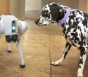 ASU’s Robotic Dogs Learn to Save Lives and Guide the Visually Impaired
