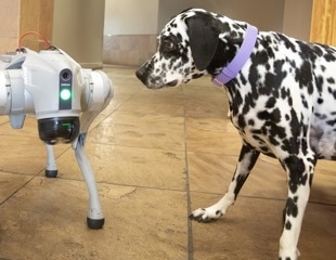 ASU’s Robotic Dogs Learn to Save Lives and Guide the Visually Impaired