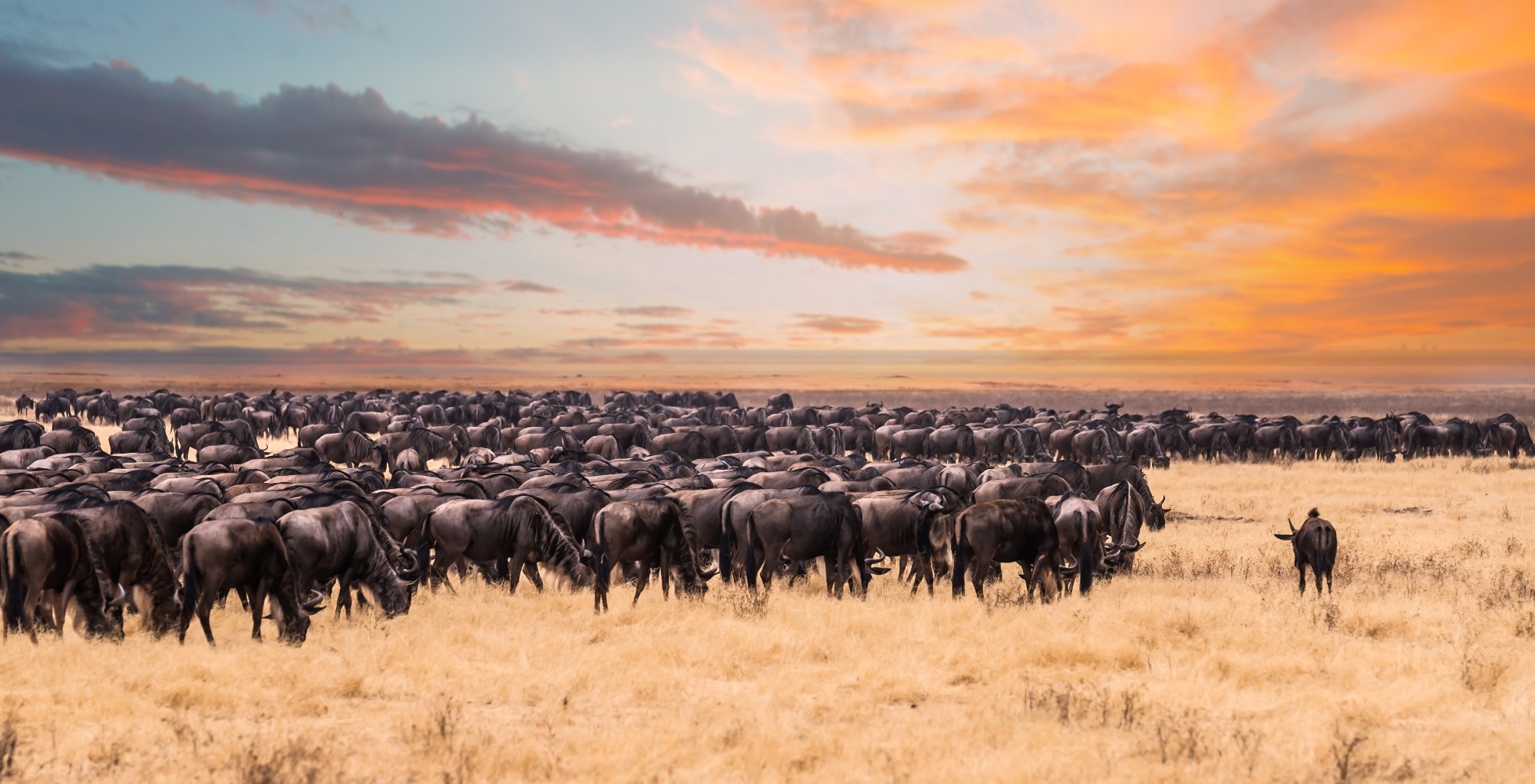 Research: AI-based satellite survey offers independent assessment of migratory wildebeest numbers in the Serengeti. Image Credit: RujStudio / Shutterstock