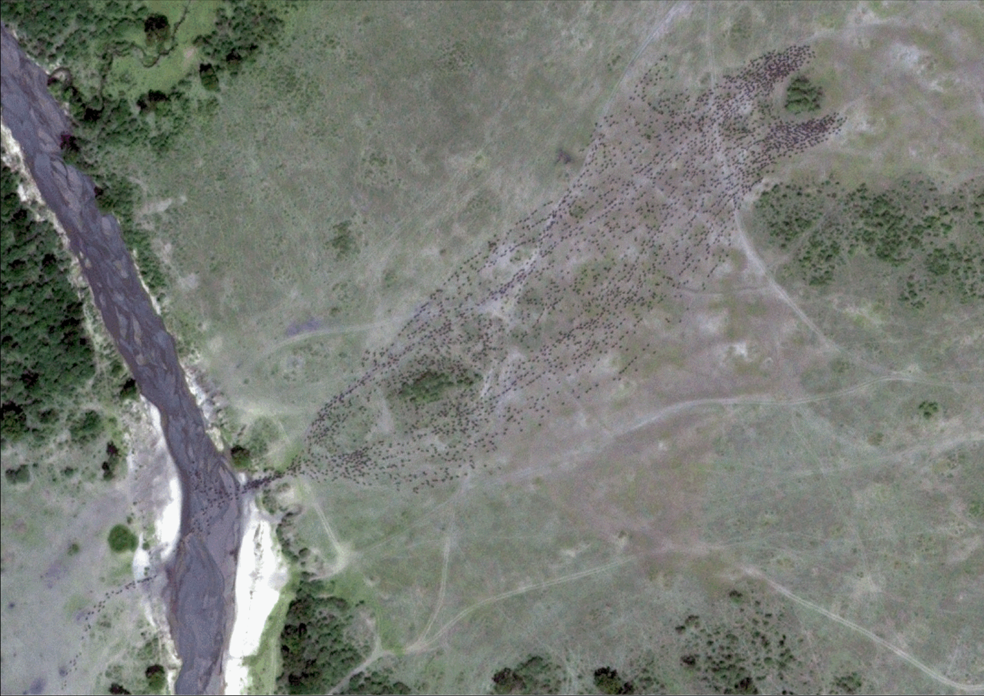 WorldView-3 satellite image showing individual wildebeest resolved at the pixel level. Figure created by Tiejun Wang