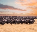 AI And Satellites Reveal Wildebeest Migration Numbers Are Far Lower Than Believed