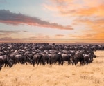 AI And Satellites Reveal Wildebeest Migration Numbers Are Far Lower Than Believed
