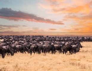 AI And Satellites Reveal Wildebeest Migration Numbers Are Far Lower Than Believed