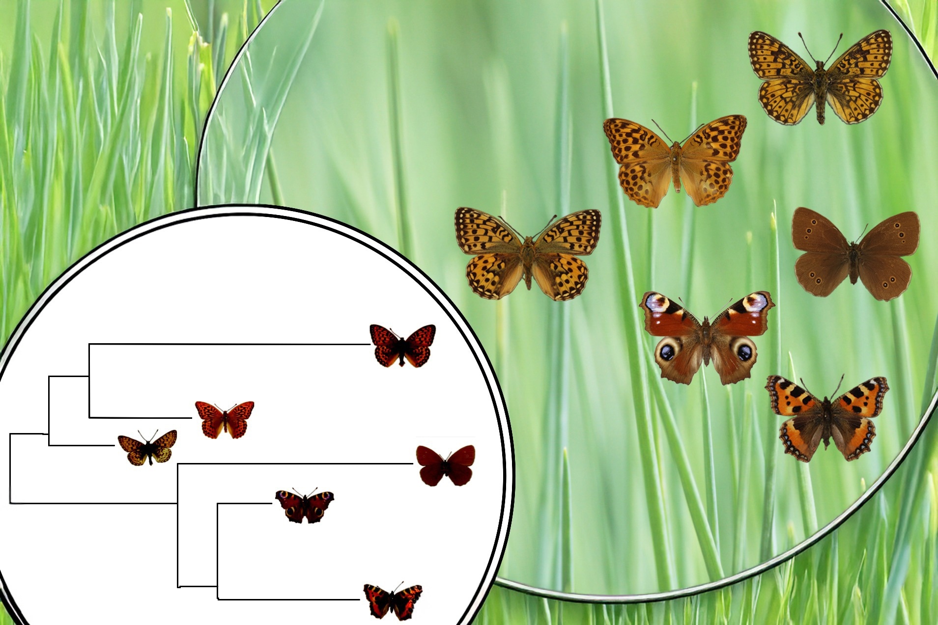 esearch: A quartet-based approach for inferring phylogenetically informative features from genomic and phenomic data. Image Credit: Ruhr-Universität-Bochum 