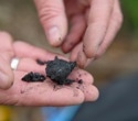 Machine Learning Supercharges Biochar Research To Fight Climate Change