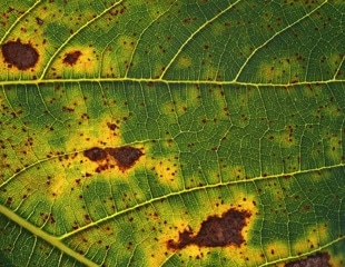 New AI Framework LLRL Accurately Detects Plant Disease Severity for Smarter Farming