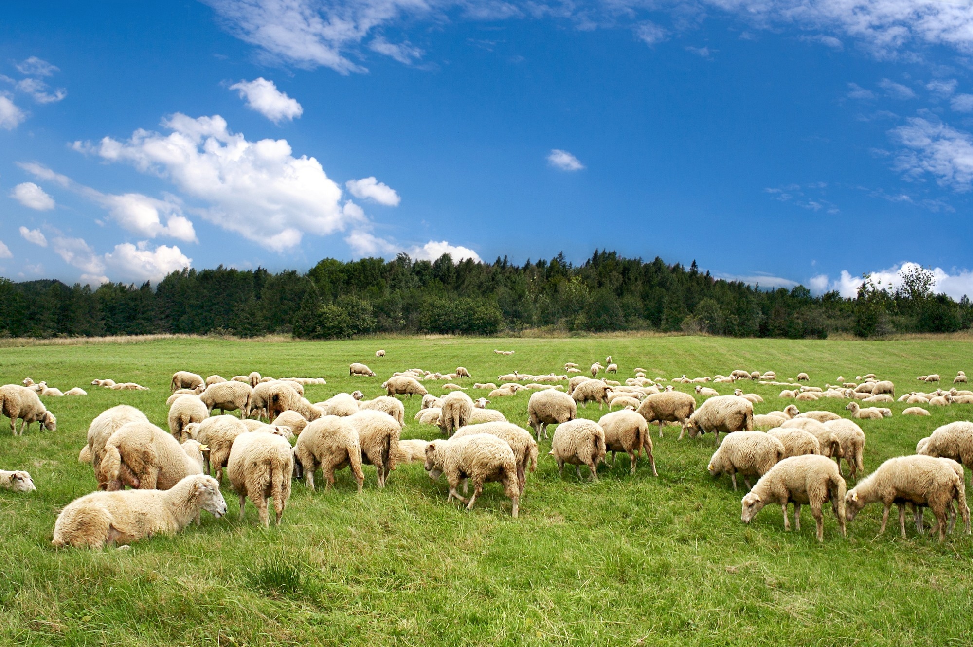 Study: Top AI Algorithms for Sheep Weight Prediction: Revolutionizing Animal Husbandry. Image credit: majeczka/Shutterstock
