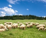 Top AI Algorithms for Sheep Weight Prediction: Revolutionizing Animal Husbandry