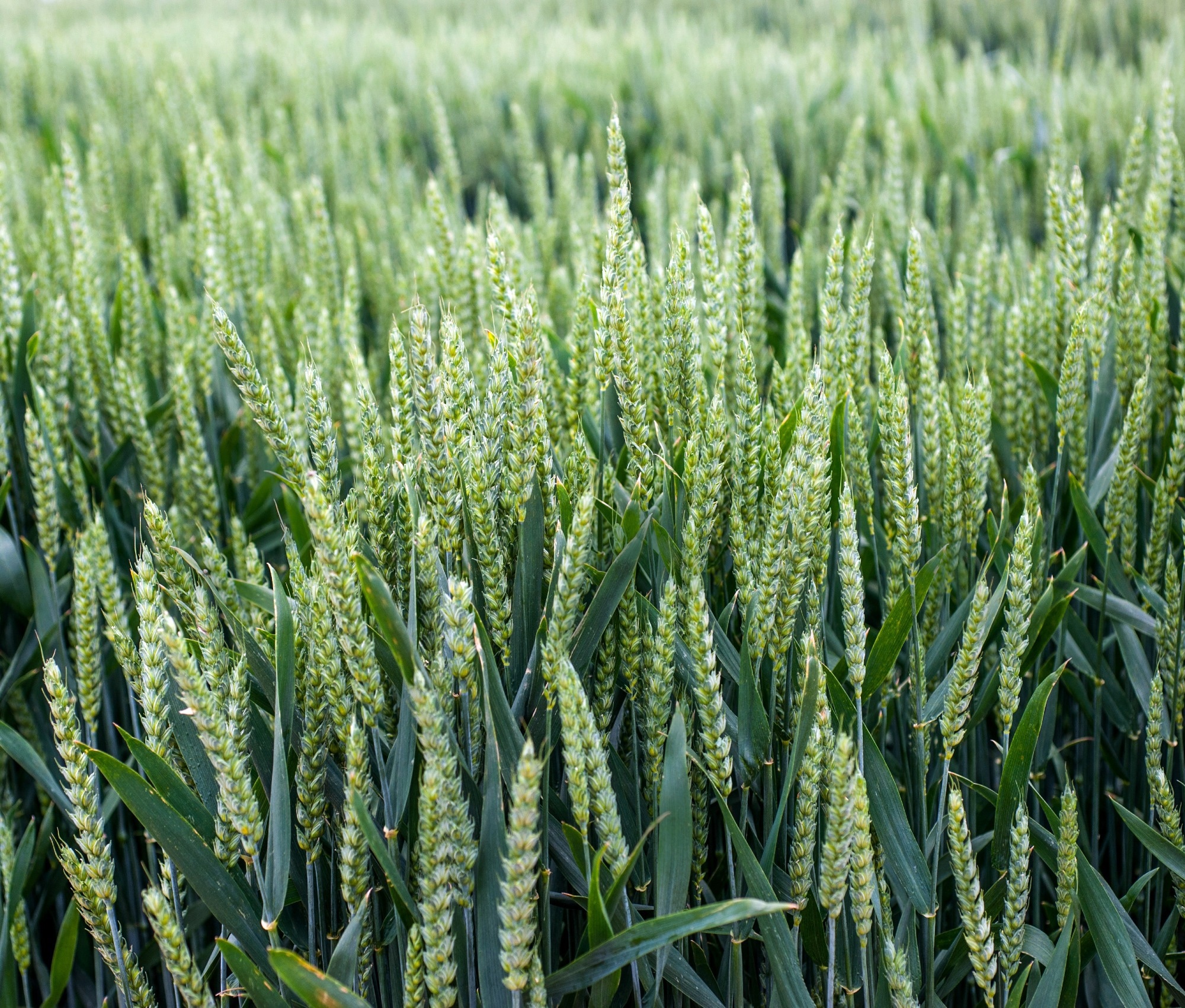 Study: Enhancing Winter Wheat Water Management with Machine Learning. Image credit: Pavlo Baliukh/Shutterstock