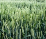 Enhancing Winter Wheat Water Management with Machine Learning