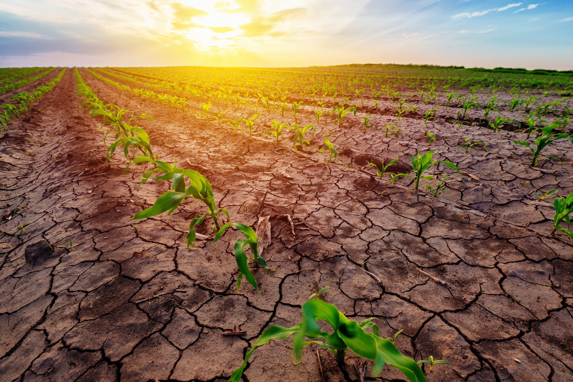 Study: Harnessing Machine Learning for Drought-Resistant Crops. Image credit: Bits And Splits/Shutterstock