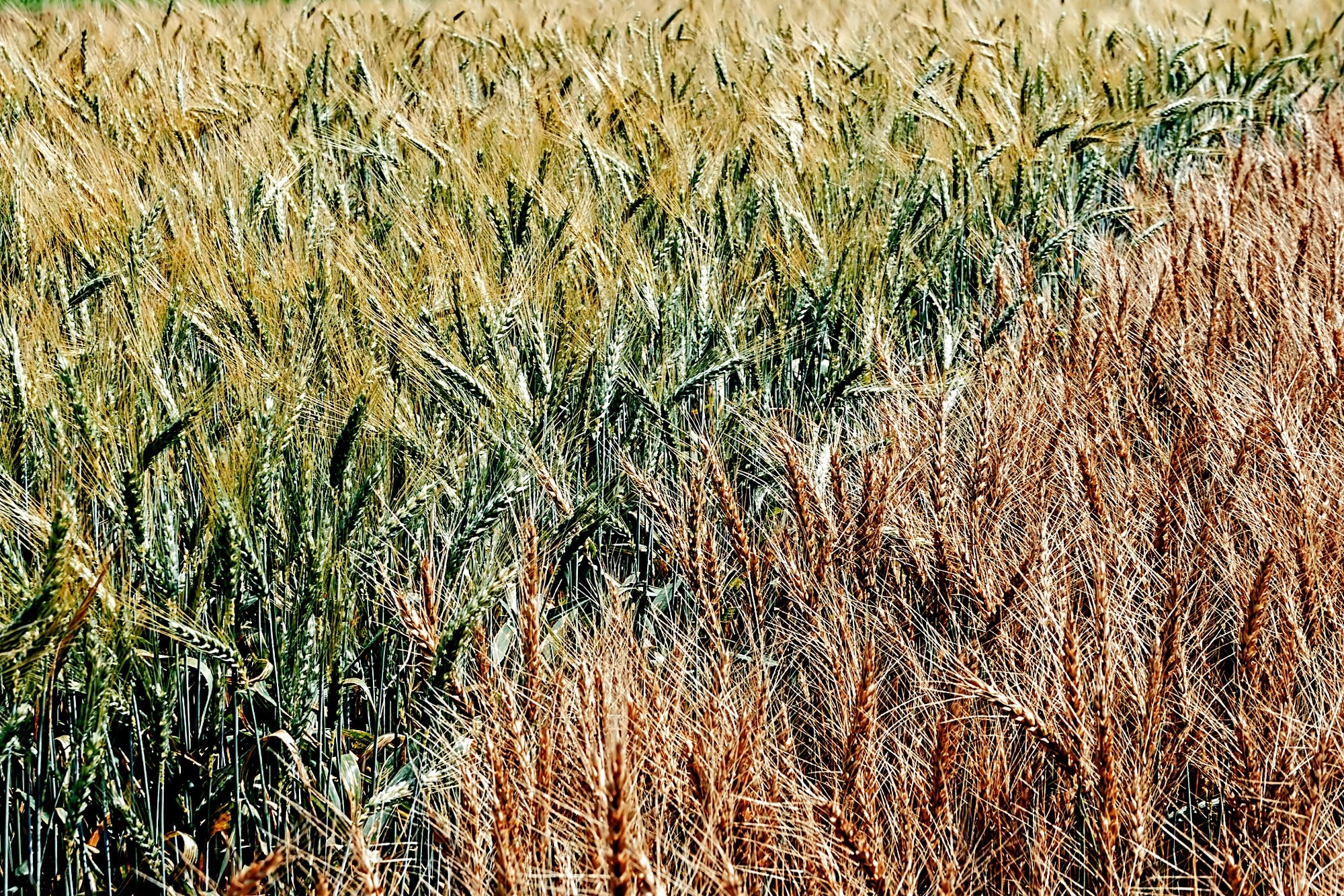 Study: Advancing Wheat Variety Identification: CSKNN Leveraging Hyperspectral Imaging. Image credit: Florin Cnejevici/Shutterstock