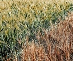 Advancing Wheat Variety Identification: CSKNN Leveraging Hyperspectral Imaging
