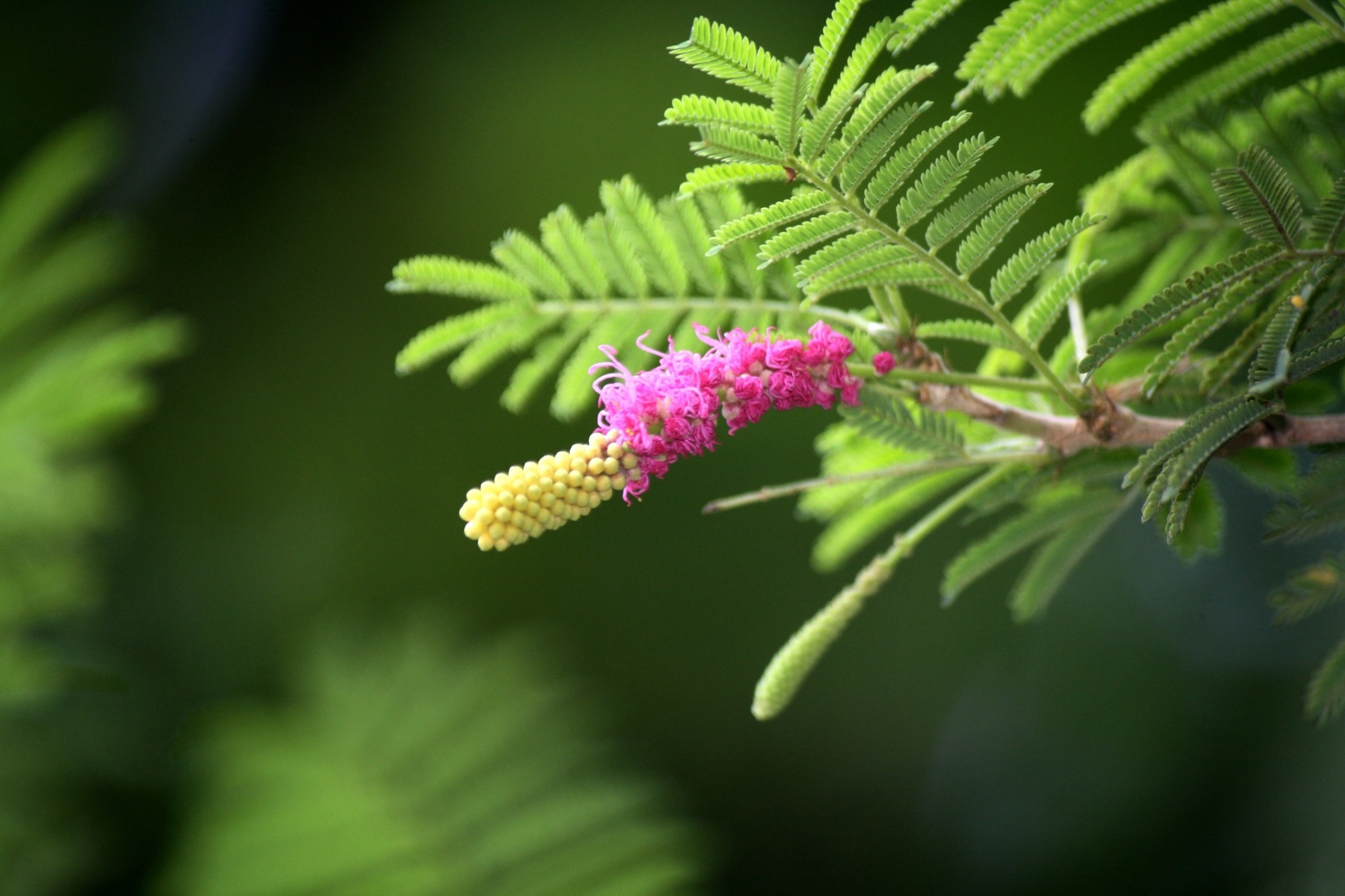 Research: Machine learning for biosecurity: A probabilistic framework for invasive species management. Image Credit: Sanjiv Shukla / Shutterstock