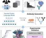 AI Breakthrough Enables Rapid Antibody Design Against Emerging Viruses